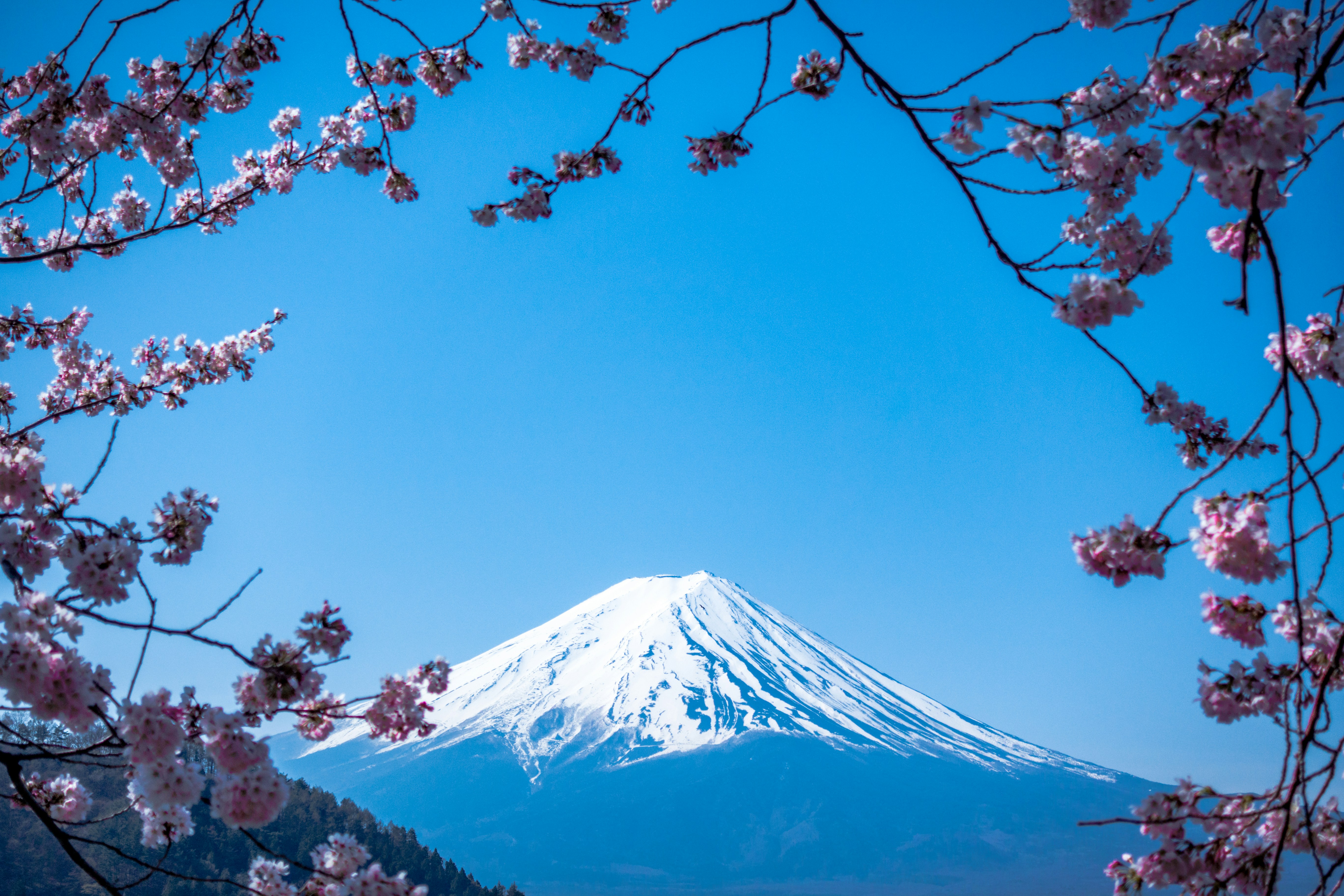 Japan Tour Package with Cherry Blossom Experience